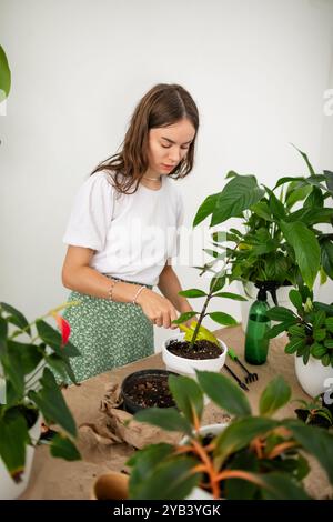 Donne giardiniere che si prendono cura e trapiantano la pianta a in una nuova pentola bianca sul tavolo di legno. Giardinaggio domestico, amore per le piante d'appartamento, freelance. Primavera Foto Stock