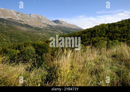 Erba autunnale alta e secca e sullo sfondo un bellissimo paesaggio di foreste e montagne nel Parco Nazionale di Sutjeska, Bosnia ed Erzegovina Foto Stock