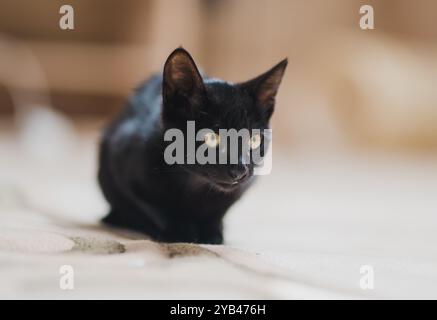 Un elegante gatto nero accovacciato all'interno, guardando direttamente davanti a uno sguardo intenso e mirato. La pelliccia lucida del gatto e gli occhi gialli brillanti creano un capti Foto Stock