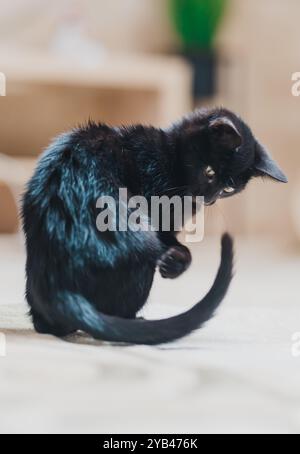 Un giocoso gatto nero siede all'interno, interagendo curiosamente con la sua coda, creando un momento delizioso e stravagante. La pelliccia nera lucida del gatto e l'ampia Foto Stock