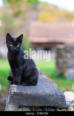 Un elegante gatto nero siede tranquillamente all'aperto su una superficie di legno, con uno sfondo morbido e sfocato che enfatizza la pelliccia lucida del gatto e l'accattivante te Foto Stock