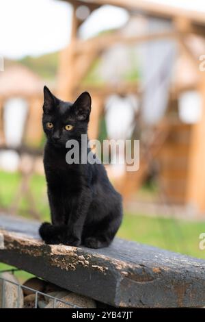 Un elegante gatto nero siede tranquillamente all'aperto su una superficie di legno, con uno sfondo morbido e sfocato che enfatizza la pelliccia lucida del gatto e l'accattivante te Foto Stock