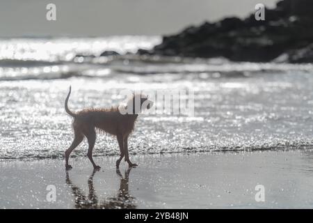 Shaggy, bagnato, cane che cammina lungo la sabbia bagnata nelle basse acque di North Sands, con la tempesta autunnale Brian che causa un'ondata più grande del solito nell'estuario. Foto Stock
