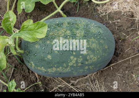 Primo piano di un grande anguria verde che cresce nel giardino con motivi ad anello unici e rugiada mattutina Foto Stock