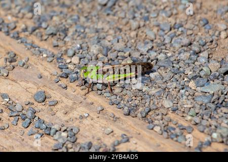 La locusta migratoria si nutre di colture e erbe. Questa foto è stata scattata al Father Collins Park di Dublino, evidenziando il suo raro aspetto urbano. Foto Stock