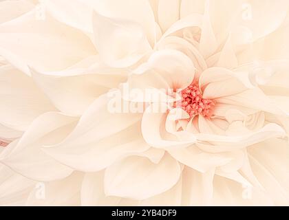 primo piano di una dahlia bianca cremosa con petali morbidi che si irradiano da un centro rosa-blush. Il delicato flusso e le sfumature pastello evocano romanticismo ed eleganza, p Foto Stock