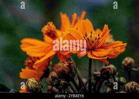 Placentia, California, Stati Uniti. 15 ottobre 2024. Coreopsis fiorisce splendidamente in un giardino suburbano sul retro. Le temperature miti a Orange County, California, stanno dando alle piante da giardino la possibilità di recuperare e prosperare. (Credit Image: © Bruce Chambers/ZUMA Press Wire) SOLO PER USO EDITORIALE! Non per USO commerciale! Foto Stock