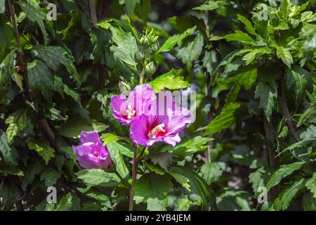 Fiori rosa di ibisco syriacus in estate, da vicino Foto Stock