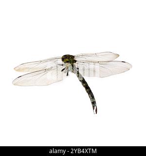 Una libellula isolata sul bianco. Bellissimo insetto Foto Stock