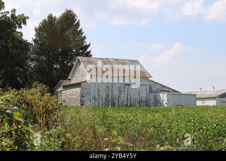 Vecchio fienile bianco con vernice sbucciante e un campo di soia di fronte ad esso a Three Rivers, Michigan Foto Stock