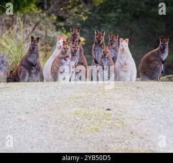 Gruppo familiare di wallaby di Bennett (Notamacropus rufogriseus) affollato sulla strada con due wallaby albini, Bruny Island, Tasmania, Australia Foto Stock