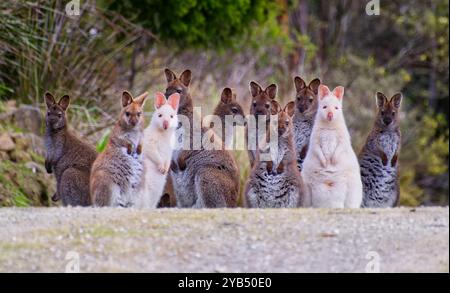 Gruppo familiare di wallaby di Bennett (Notamacropus rufogriseus) affollato sulla strada con due wallaby albini, Bruny Island, Tasmania, Australia Foto Stock