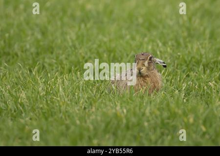 Lepre bruna (Lepus europaeus) animale adulto in un campo di cereali agricolo, Inghilterra, Regno Unito, Europa Foto Stock