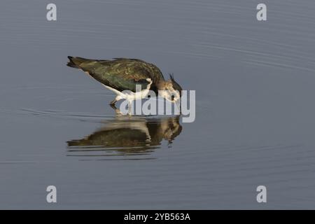 Lombare settentrionale (Vanellus vanellus), nutrizione di uccelli adulti in acque poco profonde, Inghilterra, Regno Unito, Europa Foto Stock