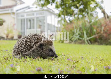 Riccio europeo (Erinaceus europaeus) animale adulto su un prato erboso con giardino urbano sullo sfondo, Inghilterra, Regno Unito, EUR Foto Stock