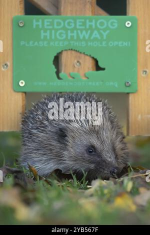 Riccio europeo (Erinaceus europaeus) animale adulto che cammina attraverso un cartello autostradale di Hedgehog su un prato verde urbano con foglie autunnali cadute Foto Stock