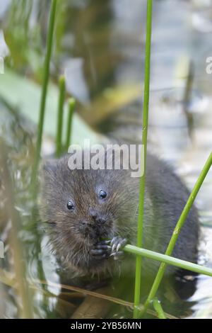 arvicola (Arvicola amphibius) roditore adulto che si nutre su una foglia di canna in un letto di canne su uno stagno, Inghilterra, Regno Unito, Europa Foto Stock