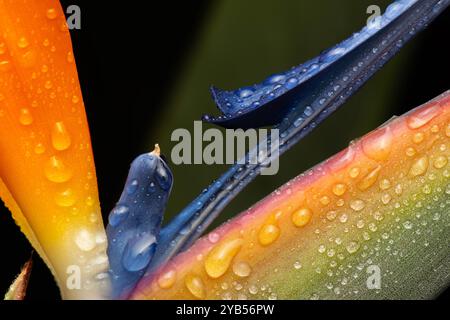 Un nome comune del genere è l'uccello del paradiso, fiore o pianta, a causa della somiglianza dei suoi fiori con gli uccelli del paradiso. In Sud Africa, è c Foto Stock