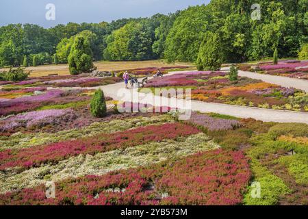 Giardino di Erica con molte varietà di erica provenienti da tutto il mondo, Scheverdingen, Lueneburg Heath, bassa Sassonia, Germania, Europa Foto Stock