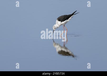 Palafitte alate nere (Himantopus himantopus) per adulti che nutrono uccelli in acque poco profonde, Inghilterra, Regno Unito, Europa Foto Stock