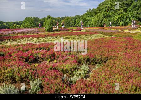 Giardino di Erica con molte varietà di erica provenienti da tutto il mondo, Scheverdingen, Lueneburg Heath, bassa Sassonia, Germania, Europa Foto Stock