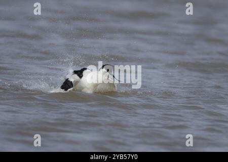 Pied avocet (Recurvirostra avosetta) uccello adulto che fa il bagno in acque poco profonde, Inghilterra, Regno Unito, Europa Foto Stock