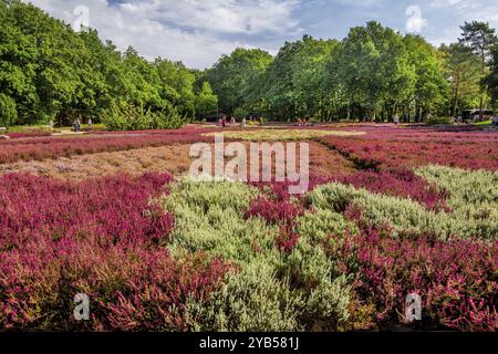 Giardino di Erica con molte varietà di erica provenienti da tutto il mondo, Scheverdingen, Lueneburg Heath, bassa Sassonia, Germania, Europa Foto Stock