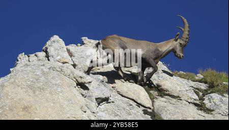 Giovane stambecco alpino che cammina su una roccia Foto Stock