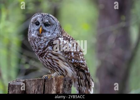 Il gufo barrato (Strix varia), noto anche come gufo barrato settentrionale, gufo striato o, più informalmente, gufo hoot o gufo otto-hooter, è un gufo del Nord America Foto Stock