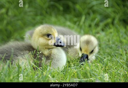 Due anatrocchi nell'erba Foto Stock