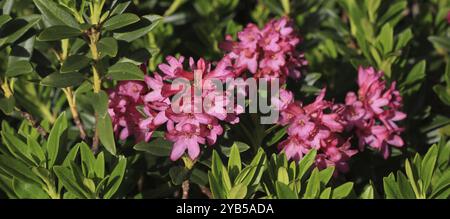 Rose alpine, fiori selvatici rosa che crescono nelle Alpi svizzere Foto Stock