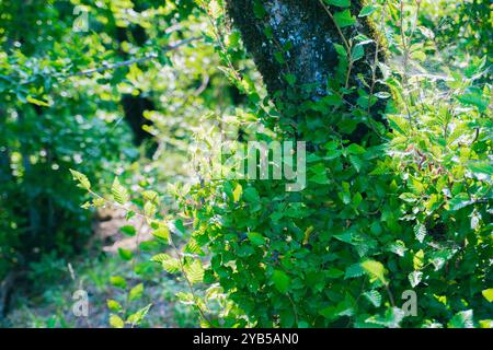 Paesaggi mozzafiato dalle grandi montagne caucasiche. Oguz, Azerbaigian. Estate, 2024. Foto Stock