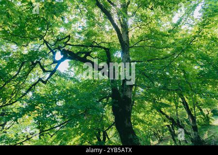 Paesaggi mozzafiato dalle grandi montagne caucasiche. Oguz, Azerbaigian. Estate, 2024. Foto Stock