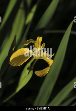 Yellow lilly cresce sulle rive del lago Pfaffikon Foto Stock