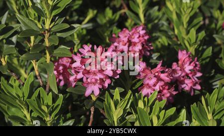 Rose alpine, fiori selvatici rosa brillante che crescono nelle Alpi svizzere Foto Stock