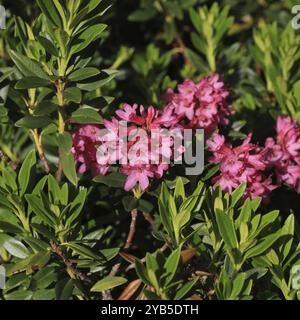Rose alpine, fiori selvatici rosa che crescono in alto nelle Alpi svizzere Foto Stock