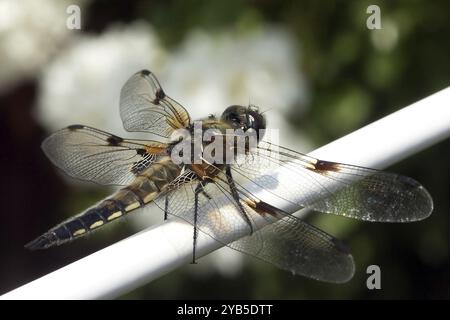 Libellula a quattro macchie, macro Foto Stock