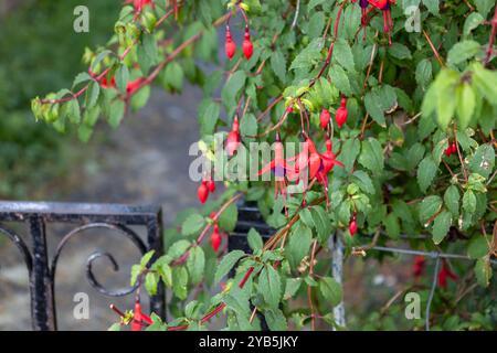 Sfondo a trama astratta full frame di fiori fucsia rossi e viola, che si sovrappongono a una recinzione di ferro nera intemprata Foto Stock