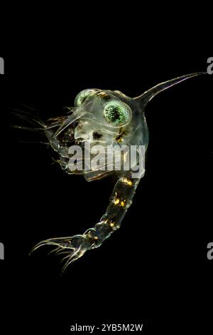 Granchio Zoea Foto Stock