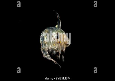 Granchio Zoea Foto Stock