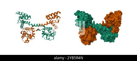 Dominio N-terminale legante l'actina della distrofina umana. Cartoni animati 3D e modelli di superfici molecolari, pdb 1dxx, schema colore id catena, sfondo bianco Foto Stock