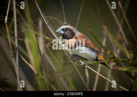 Un uccello mannikin con petto di castagne arroccato sull'erba Foto Stock