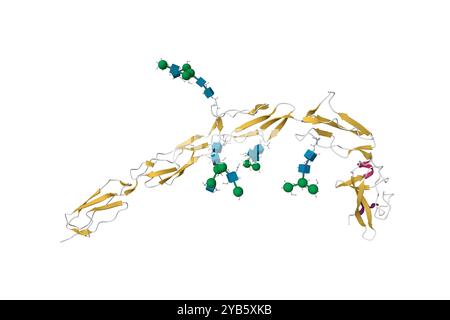 Struttura cristallina della glicoproteina i beta-2 purificata dal plasma (pB2GPI). Modello di cartoni animati 3D, PDB 6v06, schema di colori della struttura secondaria Foto Stock