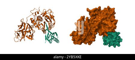 La struttura cristallina della proproteina convertasi subtilisina kexina tipo 9 (PCSK9). Cartoon 3D e modelli di superfici molecolari, PDB 2pmw, Foto Stock