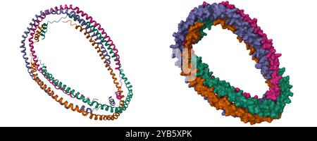 Struttura cristallina dell'apolipoproteina umana troncata A-I.. Cartoni animati 3D e modelli di superfici molecolari, PDB 1av1, sfondo bianco Foto Stock