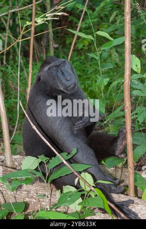 Macaco Celebes crestato nella foresta della riserva naturale di Tangkoko Batuangas Foto Stock