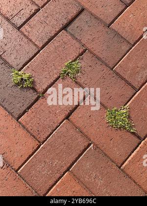 Nuova erba verde giovane che cresce attraverso il pavimento duro in mattoni rossi, il cortile e il giardino mantenendo il concetto Foto Stock