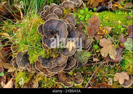 Funghi da scaffale che crescono su un tronco caduto circondato da muschio e foglie cadute. Foto Stock