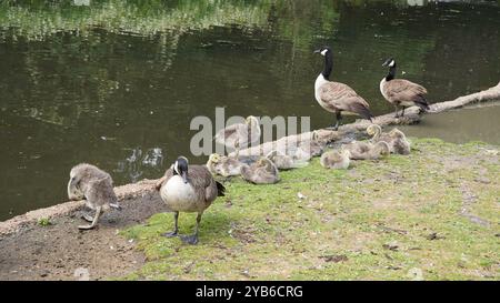 Anatre ai Chiswick Gardens Foto Stock