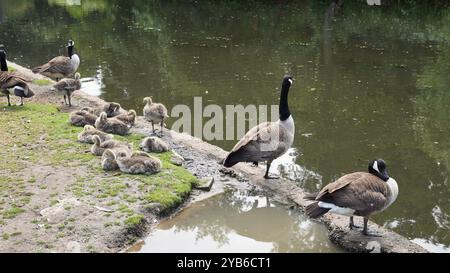 Anatre ai Chiswick Gardens Foto Stock